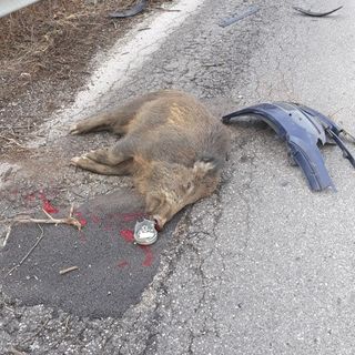 cinghiale morto - foto d'archivio