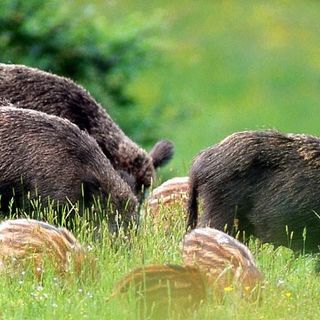 Emergenza cinghiali: Città metropolitana e associazioni degli agricoltori lavorano insieme