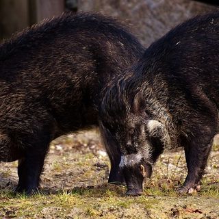 Coldiretti: &quot;Per fermare i cinghiali occorre dare attuazione ai piani di contenimento&quot;