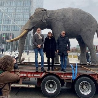 Il tour dell'elefante Fritz si conclude in piazza Castello: venerdì la riapertura del Museo di Scienze Naturali