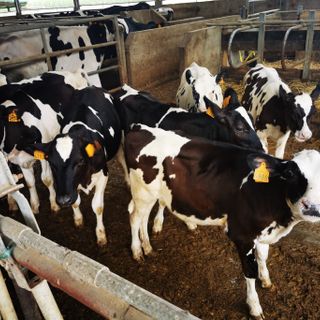 Qualità e trasparenza: l’eccellenza di Piemonte Latte