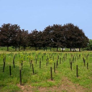 Bando Forestazione 2021: approvati altri tre progetti, in arrivo 1 milione e mezzo di euro