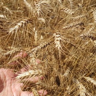 Grano in calo del 30% nel torinese. Si salvano le filiere di qualità come il Gran dij Bric