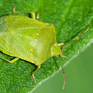 Contrasto alla cimice asiatica, Protopapa: &quot;Il Piemonte è pronto alla lotta biologica&quot;