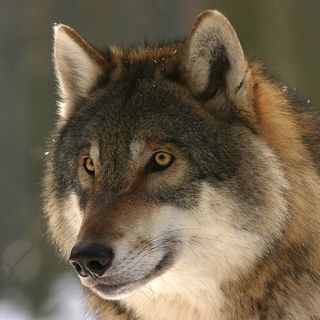 Lupo in Piemonte, Carosso scrive al ministro dell'Ambiente