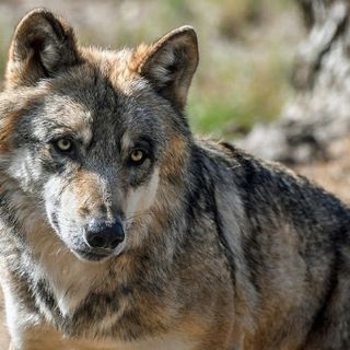 La carcassa di un lupo rinvenuta in tangenziale: probabilmente l'animale è stato investito da un'auto