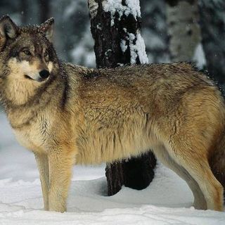 Il lupo risorsa contro la peste suina africana? Gli allevatori scrivono alla Regione