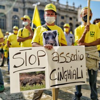 Cinghiali, la protesta di Coldiretti: &quot;Danni in aumento, serve intervenire subito&quot;