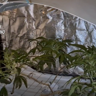 Serra di marijuana