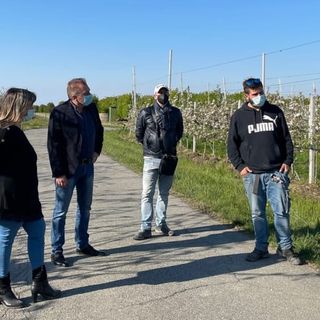 Gelata straordinaria nei frutteti del Saluzzese, Bongioanni: “Si garantisca almeno il 40% delle perdite” [VIDEO]