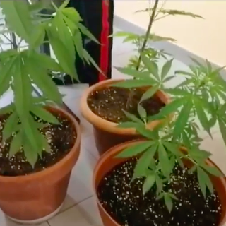 piante di marijuana