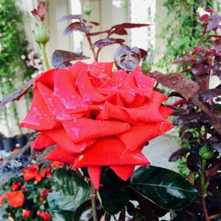 A Pragelato quest’anno fioriscono le frazioni