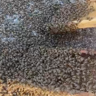 La natura si prende la zona industriale di Orbassano: maxi sciame d'api catturato davanti all'Av El [VIDEO]