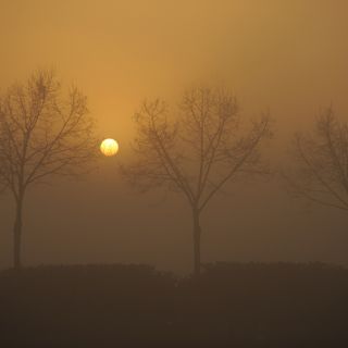 Sole e nebbia dietro gli alberi