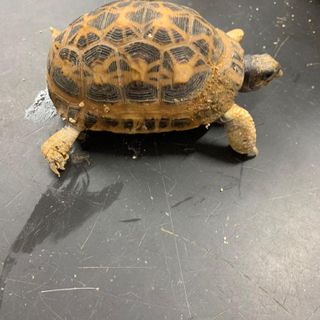 tartaruga