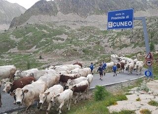 La festa della transumanza in alta Valle Stura (FOTO E VIDEO)