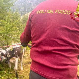 Una mucca e il suo vitello erano rimasti incastrati a 2000 metri di quota