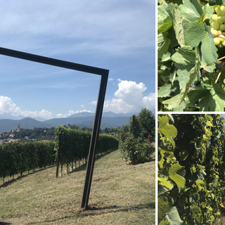 Viaggio tra i vigneti eroici del Pinerolese: dal Ramie al Barbera, la passione per il vino valorizza il territorio [VIDEO e FOTO]