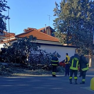albero caduto nichelino
