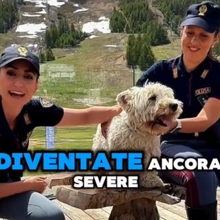 &quot;Se non ti porto, non parto&quot;, patente sospesa fino a un anno per chi abbandona un animale in strada [VIDEO]