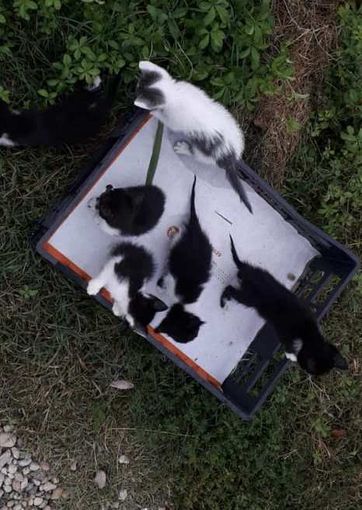 Sei gattini abbandonati salvati stamattina a Virle