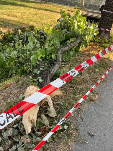 Il ramo caduto Il ramo caduto