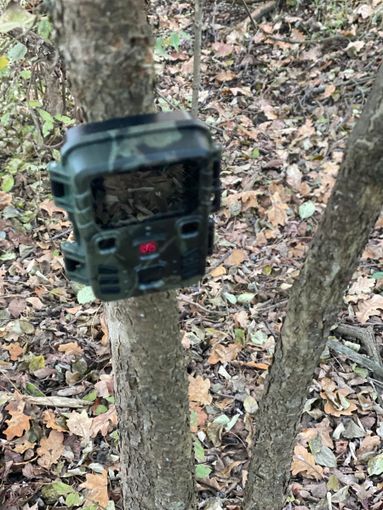 La fototrappola nei boschi di Gemerello (fonte pagina Facebook ‘Il nuovo cacciatore piemontese’)