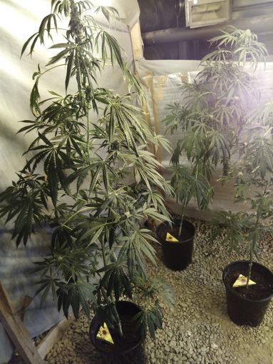 La marijuana ritrovata nel Palaghiaccio di Pinerolo