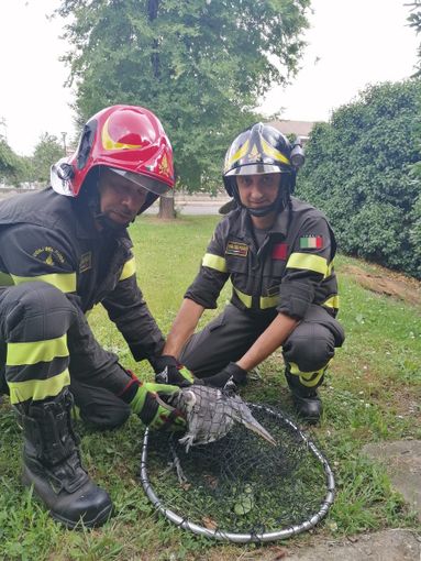 Airone si incastra in una recinzione, liberato dai Vigili del fuoco di Pinerolo