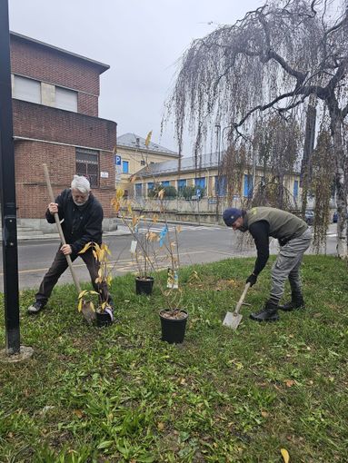 La piantumazione di Calicantus vicino alla biblioteca
