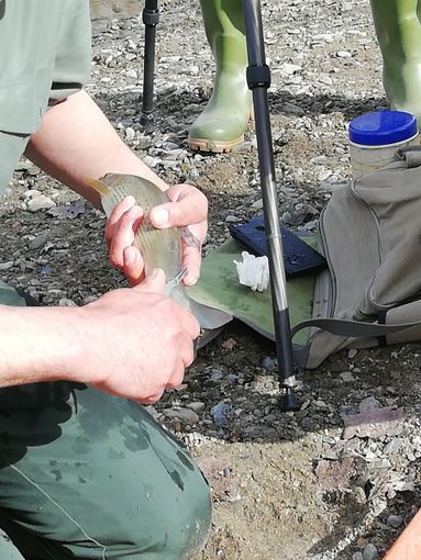 Le attività di monitoraggio del Temolo a Villafranca Piemonte Le attività di monitoraggio del Temolo a Villafranca Piemonte