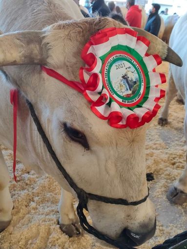 Carrù celebra la razza piemontese: asta del bue, pranzo e giochi alla nona Festa della Carne Carrù celebra la razza piemontese: asta del bue, pranzo e giochi alla nona Festa della Carne