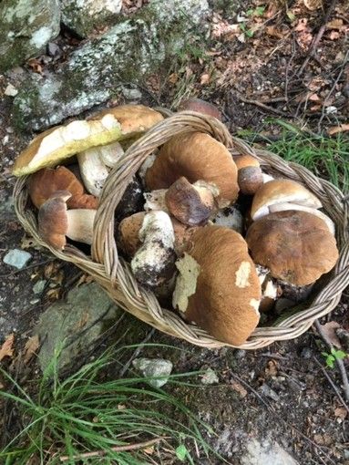 funghi - foto d'archivio funghi - foto d'archivio