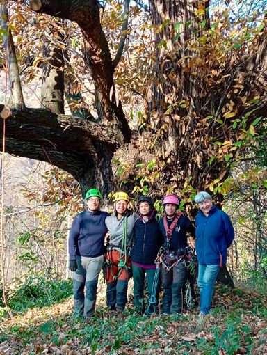 Il castagno monumentale