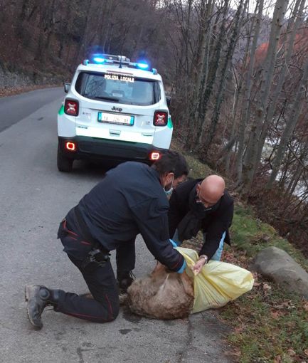 Lupo femmina investito Angrogna 22 dicembre 2020 Lupo femmina investito Angrogna 22 dicembre 2020