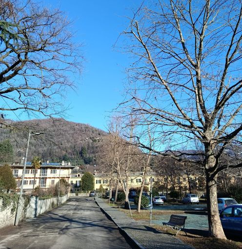 Potature e abbattimenti di alberi a Torre Pellice: al via il piano sul verde pubblico