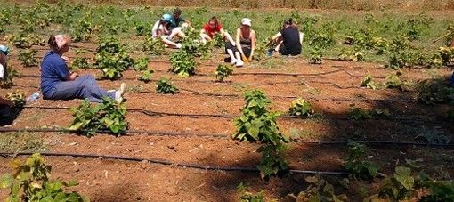 Agricoltura, accordo regionale tra i sindacati e Synergie Italia per 600 lavoratori in somministrazione Agricoltura, accordo regionale tra i sindacati e Synergie Italia per 600 lavoratori in somministrazione