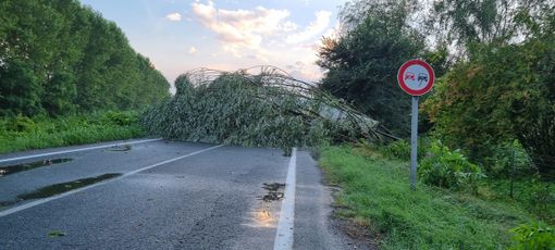 L’albero crollato sulla Provinciale 129