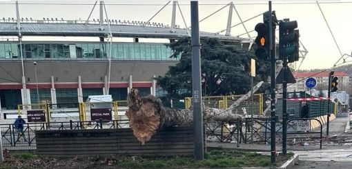 albero caduto albero caduto