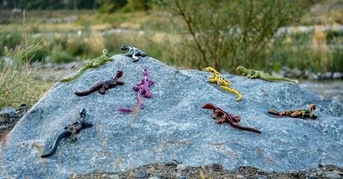 A caccia di salamandre nascoste nel centro storico di Pinerolo A caccia di salamandre nascoste nel centro storico di Pinerolo