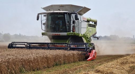 Trebbiatura del grano