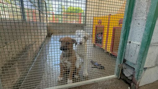 Diamoci una zampa, ma anche una mano: l’impronta sociale del Canile di Cavour