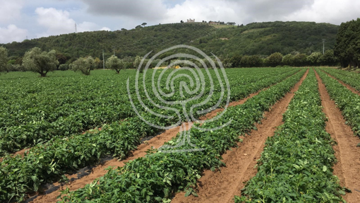 ORTO - perché utilizzare il Biochar BioDea e Distillato di Legno BioDea per il trattamento del terreno? ORTO - perché utilizzare il Biochar BioDea e Distillato di Legno BioDea per il trattamento del terreno?