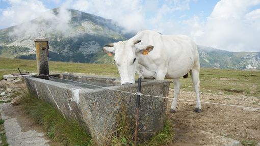 A Pian Munè di Paesana il laboratorio “Lo sai come si fa il formaggio?”