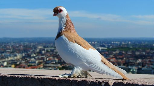 Guarda in cielo, vola alto!