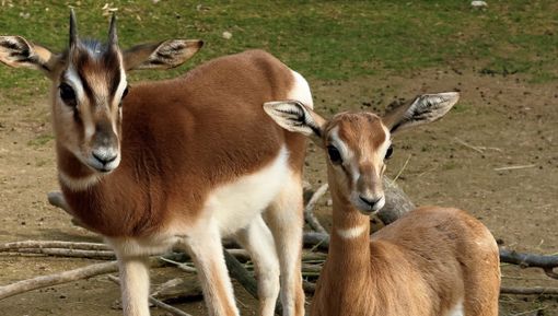 Due piccole gazzelle di Mhorr vivono nella savana di Cumiana [VIDEO]