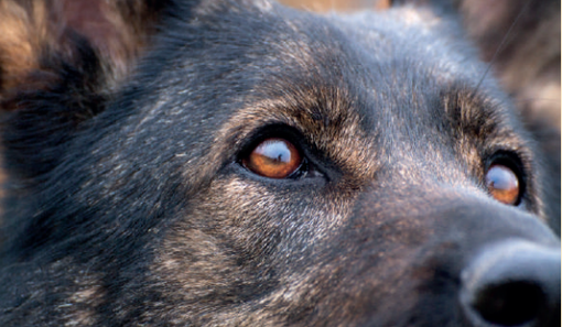 Animali d'affezione, la Regione: "Necessaria una maggiore tutela" Animali d'affezione, la Regione: "Necessaria una maggiore tutela"