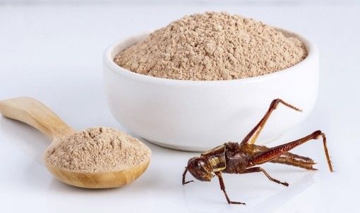 I grilli invadono i supermercati e conquistano gli spaghetti: Torino tra le prime città a introdurre la farina di insetti I grilli invadono i supermercati e conquistano gli spaghetti: Torino tra le prime città a introdurre la farina di insetti