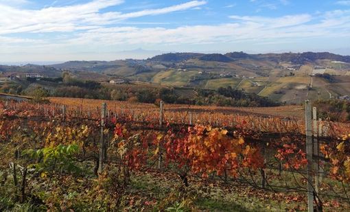 Autunno nel frutteto e vigneto: come preparare le piante all'inverno