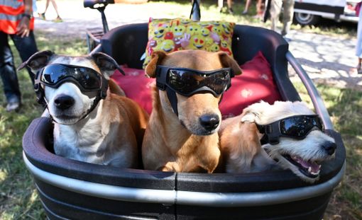 Red carpet a quattro zampe: Pinerolo celebra i cani più simpatici e premia il più coraggioso